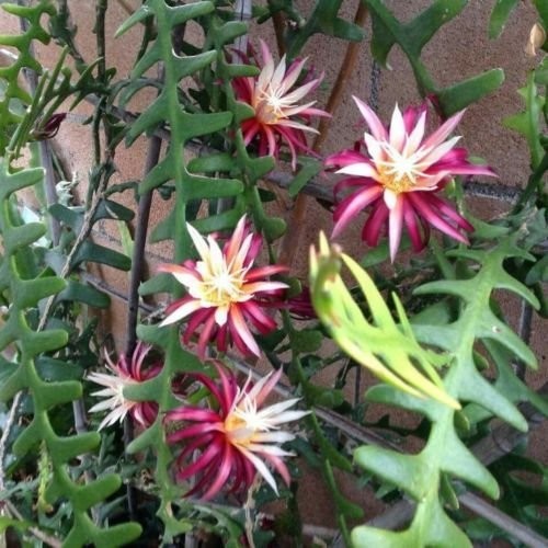 Pianta come foto epiphyllum - pianta,
